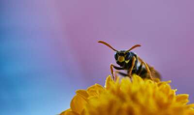 Hornet Invasion in U.S. Flagged Earlier This Year by U of G Researcher