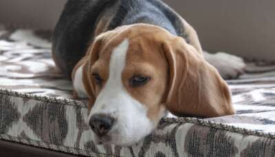 OVC Research Finds Social Behaviour of Dogs Can Signal Potential Illness