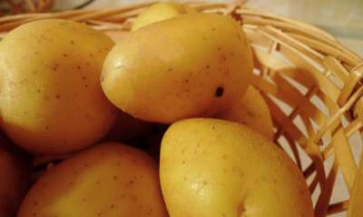 Yukon Gold Potato Celebrates 50th Anniversary