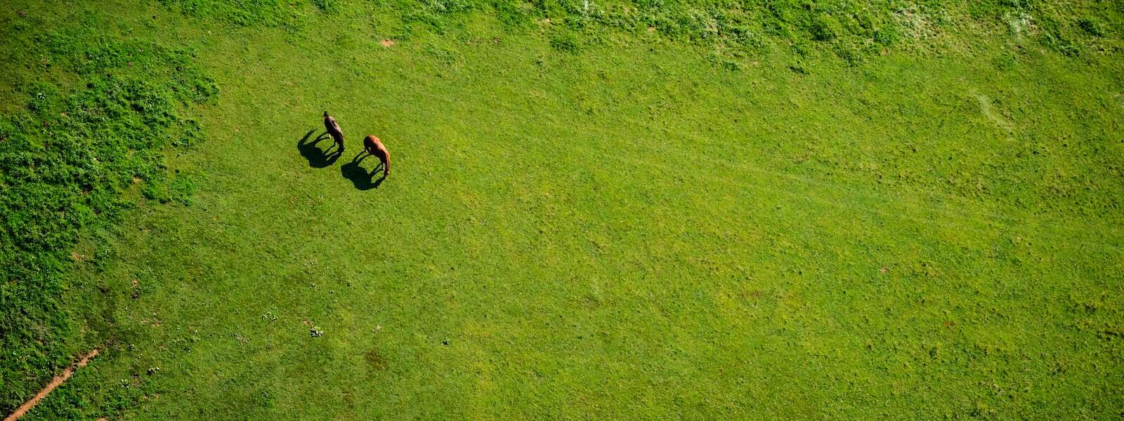 aerial view of green field with two cows grazing