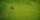 aerial view of green field with two cows grazing