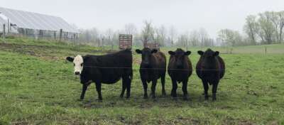 COMMENTARY: Should We Be Concerned About Bovine H5N1 Influenza Virus?