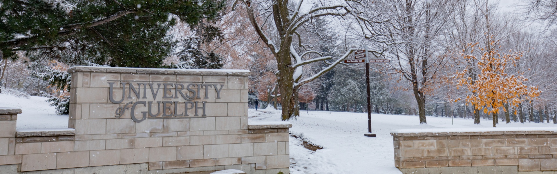 The University of Guelph sign on a stone wall on a snowy winter day.