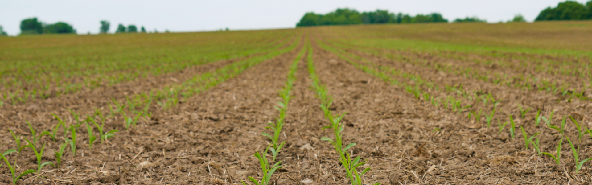 Twin row corn near Arthur, ON.