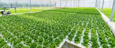 Sustainable Agri-food Pathways at Heart of New U of G, UFV Partnership