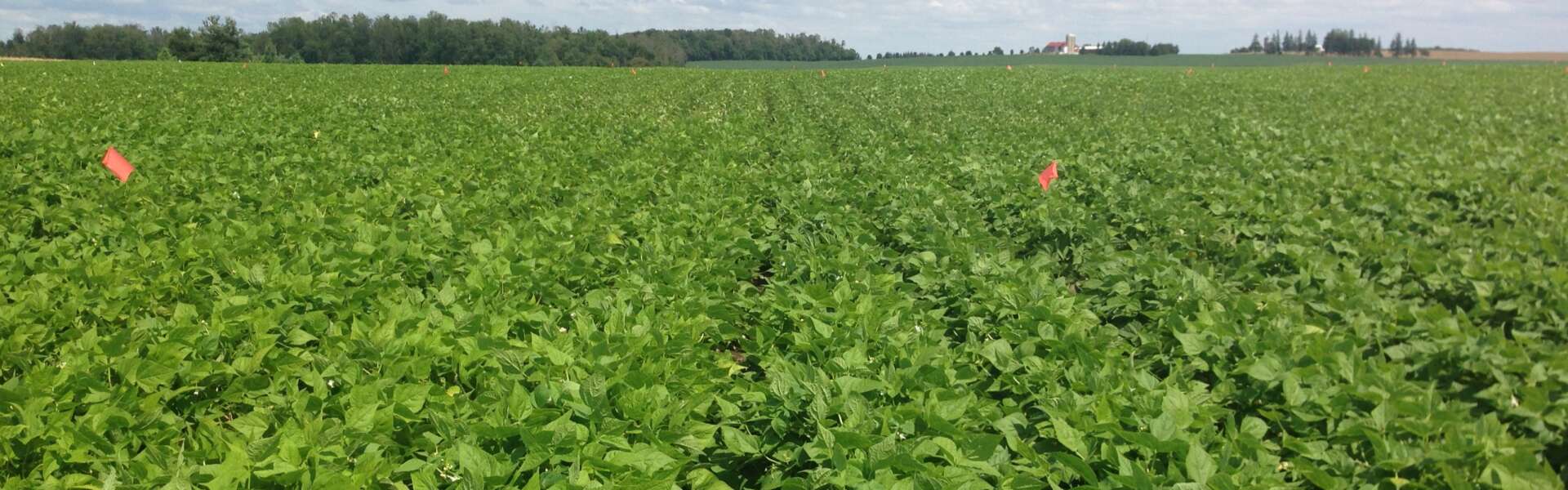 Field of green leaves, bean crops in a large field