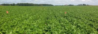 Advanced Bean Production, Capacity the Goal of New Funding to U of G