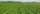 Field of green leaves, bean crops in a large field