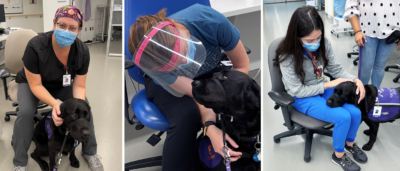 Paws and Relax: U of G Studies Mental Wellness Among Hospital Staff