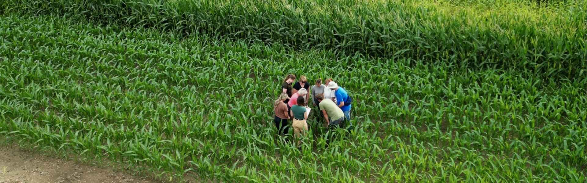 An aerial view of 9 people examining a corn plant while standing in a corn field