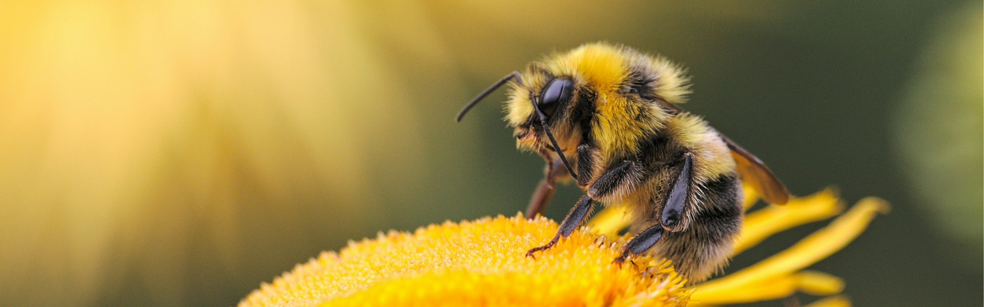 Bee sitting on yellow flower