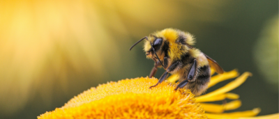 ‘Bee-Safe’ Pesticides Not So Safe For Wild Bees, U of G Study Reveals