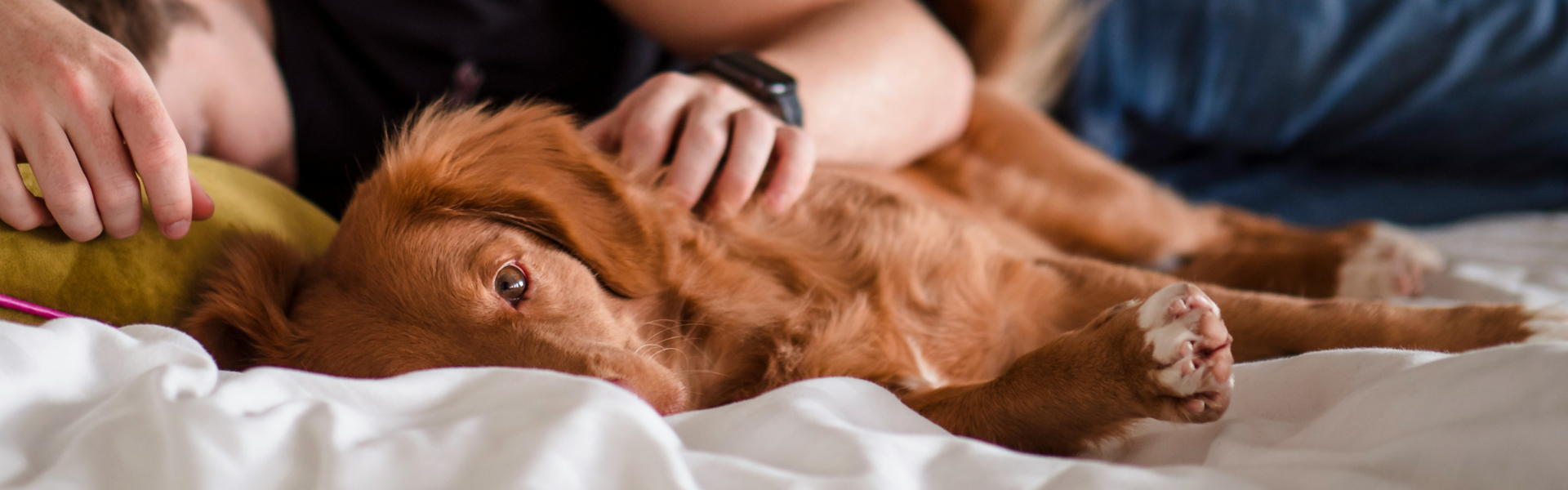 Golden retriever with medium brown coat lying in bed with person behind holding