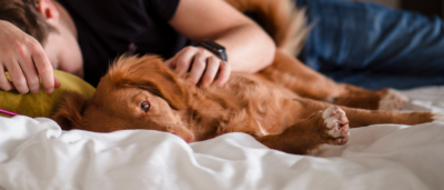 Grief Over Lost Pets Should Be Shared, Says U of G Vet Social Worker
