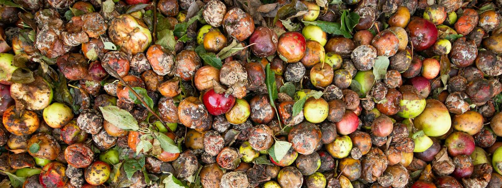 a pile of rotting apples