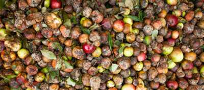 COMMENTARY: Four Effective Strategies to Reduce Household Food Waste