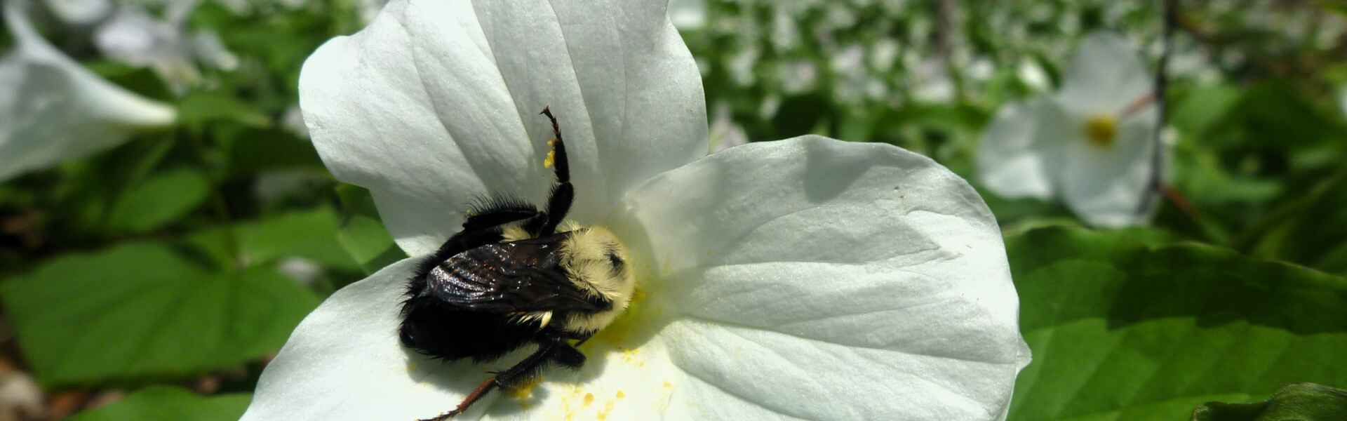 A closeup of a bumblebee (bombus impatiens) foraging in a trillium flower