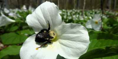 Queen Bumblebees Can Survive Underwater, Finds New U of G Research