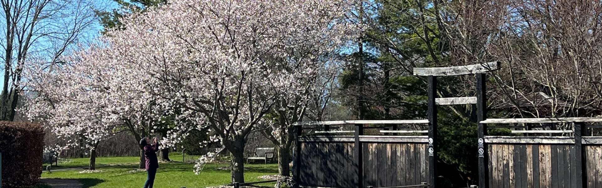 A cherry blossom tree in full bloom with light-pink blossoms at the U of G arboretum.