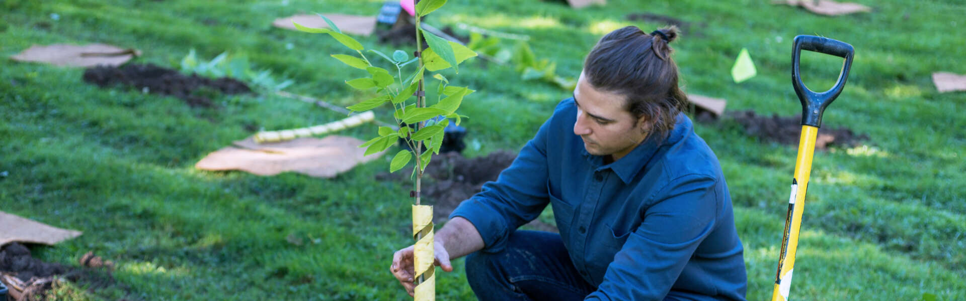 A person plants a tree.
