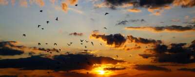 Climate Change is Helping the H5N1 Bird Flu Virus Spread and Evolve | OPINION