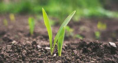 COMMENTARY: Keen to Be Sustainable After Dying? Earth to Earth, Cradle to Compost