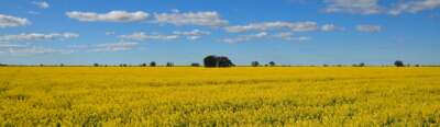 China’s Probe of Canadian Canola Will Put Exports, Farmers in Jeopardy | OPINION
