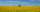 a field of yellow flowers