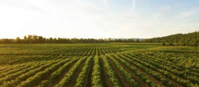 Why Is Canada Falling Behind In Agriculture And Food Production? | OPINION