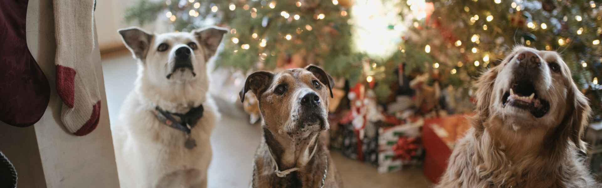 Three dogs pictured with a Christmas tree in the background