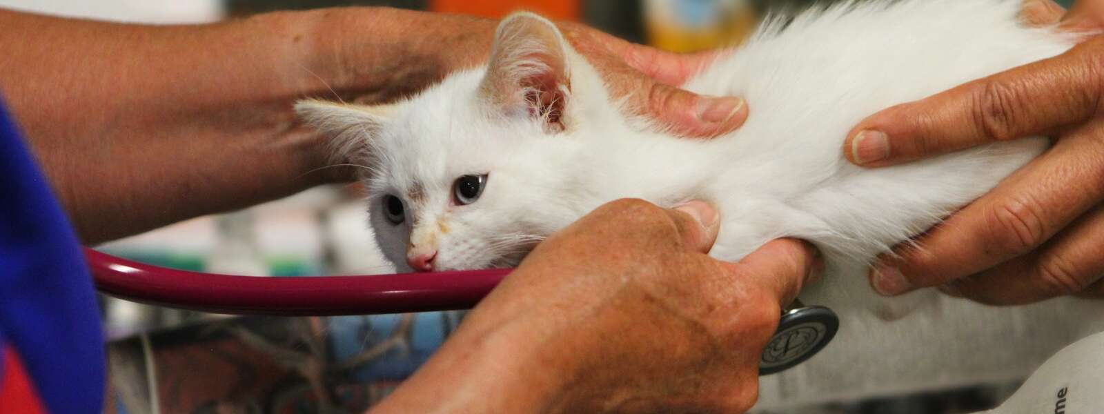 A white kitten being examined by a veterinator