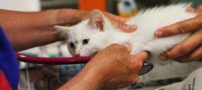 Cost Not Only Barrier to Veterinary Care, Says U of G Researcher