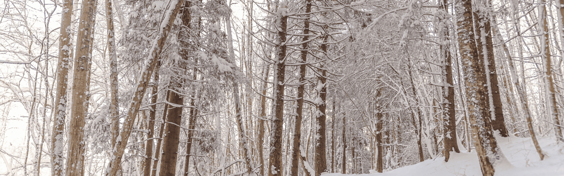 Winter snow coats tree branches in a forest