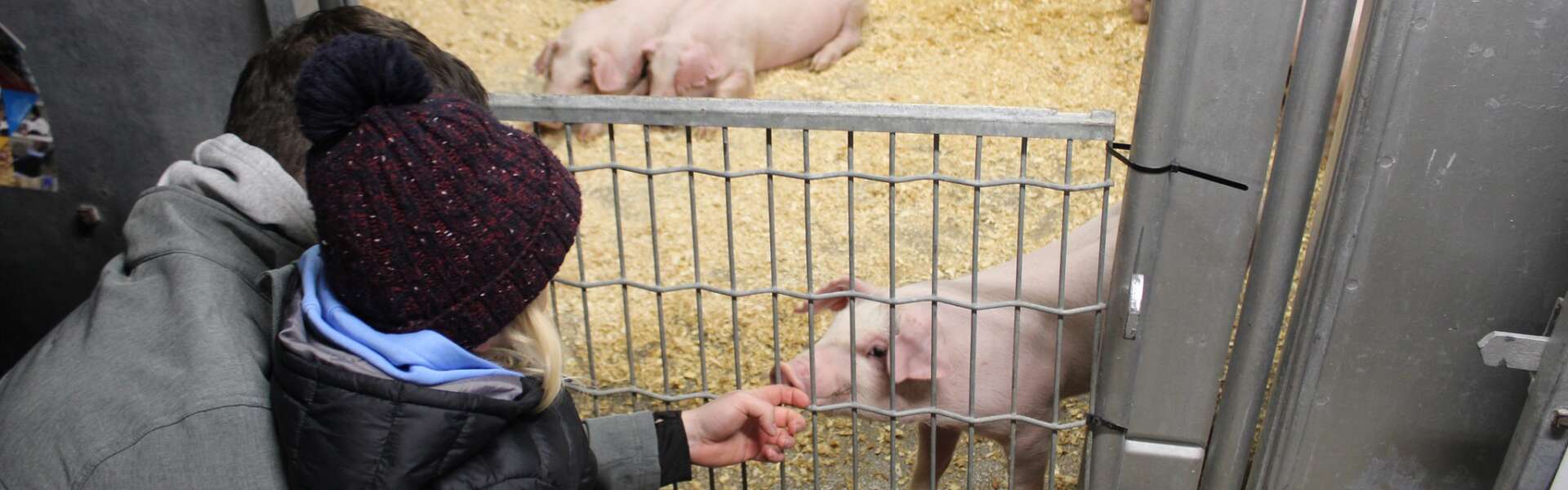 a child reaches for a pig in an enclosure