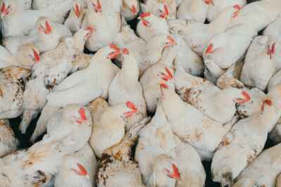 A Pandemic Worse Than COVID-19 Could Be Lurking in Our Midst  | OPINION