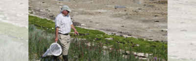 20 Years of DNA Barcoding: U of G-Developed Technology Hits Milestone