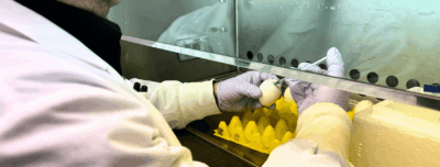 Predict, Prevent, Contain: Inside U of G’s Fight Against Avian Flu 