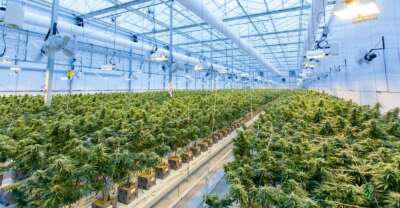 AI Optimizes Greenhouse Management But Brings Risks, U of G Prof Says 
