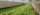 a large greenhouse filled with lots of green plants
