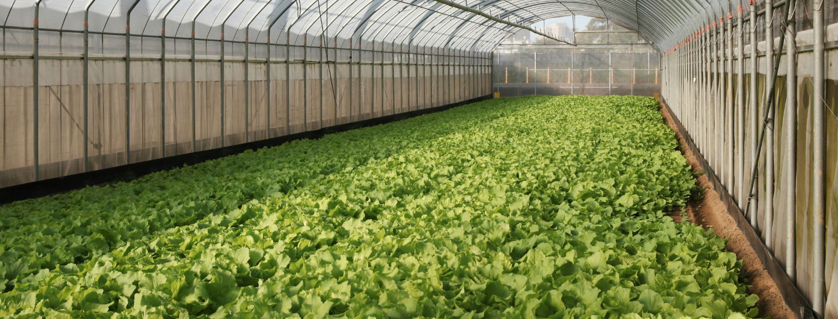 a large greenhouse filled with lots of green plants