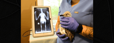 As Avian Flu Spreads, The World Needs More Wildlife Rehabilitators 