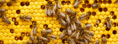 Importing Queen Bees Won’t Solve Canada’s Beekeeping Problems | OPINION