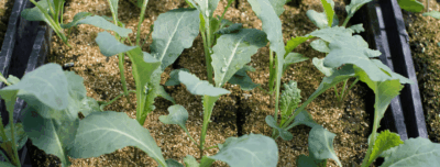 Less Additives, More Plants: Key to Better Food?