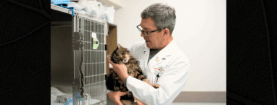 Crimes Against Animals Rising, This Forensic Vet Seeks Justice  