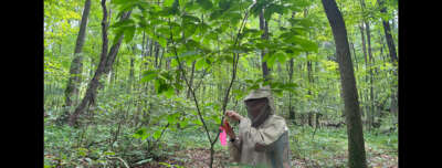 Into the Woods: Monitoring Health of Nearly Extinct American Chestnut Trees 