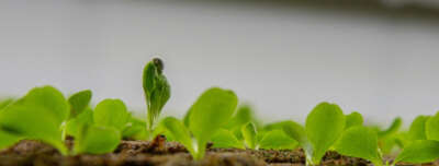 U of G Food Scientist Co-Writes Global Report on Indoor Farming Safety