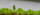 Green plants, lettuce seedlings, against a blurry grey background, one seed is about to bud