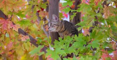New Study Pinpoints Number of Birds Killed by Cats Each Year 