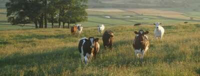 U of G Invention Saving Cows, Pigs and Poultry From Deadly Diseases
