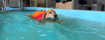 How to Help Your Pet Maintain a Healthy Weight 